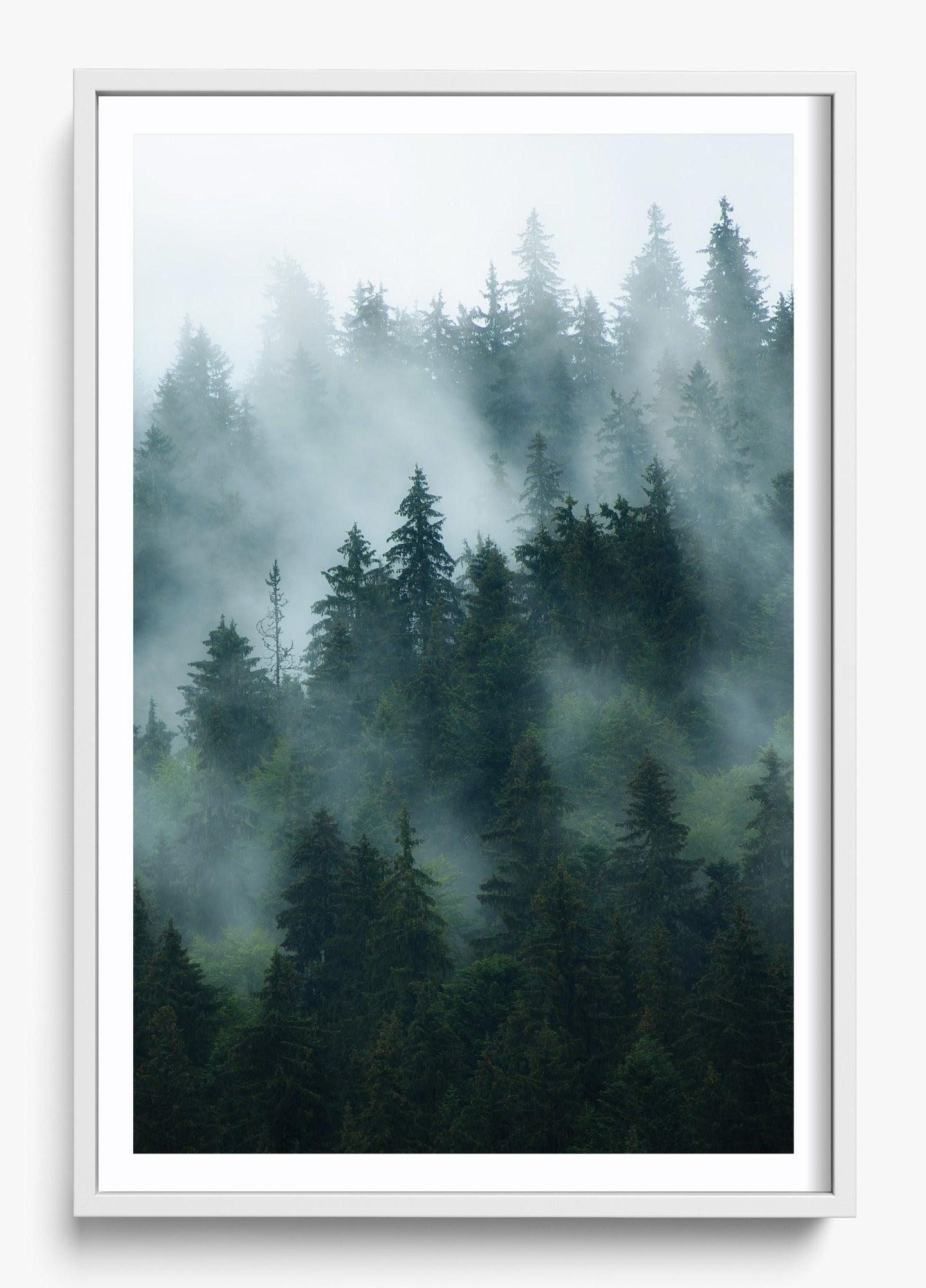Deep Woods